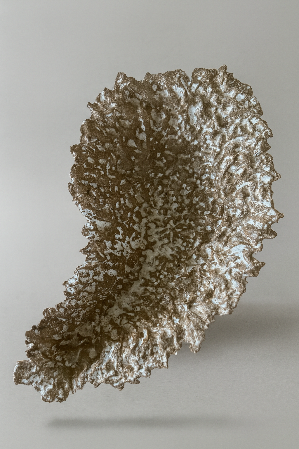 Unique Big Seashell